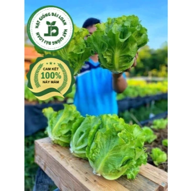 Hạt giống xà lách sanchu 2gr chịu nhiệt - Giòn ngọt, giá chỉ 14.400đ 4