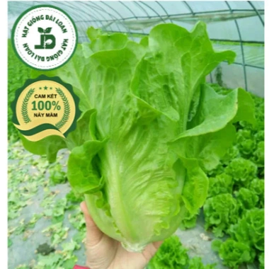 Hạt giống xà lách sanchu 2gr chịu nhiệt - Giòn ngọt, giá chỉ 14.400đ 5