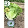 Hạt giống xà lách sanchu 2gr chịu nhiệt - Giòn ngọt, giá chỉ 14.400đ 7