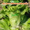 Hạt giống Xà lách Sanchu - Xà Lách Hàn Quốc h2t farm, giá 24.000đ, năng suất cao