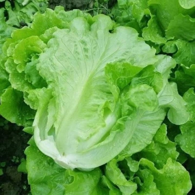 Hạt giống Xà lách Sanchu - Xà Lách Hàn Quốc h2t farm, giá 24.000đ, năng suất cao 2