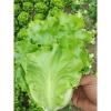 Hạt giống Xà lách Sanchu - Xà Lách Hàn Quốc h2t farm, giá 24.000đ, năng suất cao 3