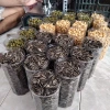Hạt Hướng Dương 350g Đặc Biệt - Giá chỉ 50.000đ, Freeship, Đơn Từ 50k 2