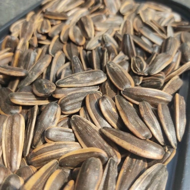 Hạt hướng dương Mỹ vị dừa 450g - Giảm giá 79,000 VNĐ, thơm ngon, dinh dưỡng