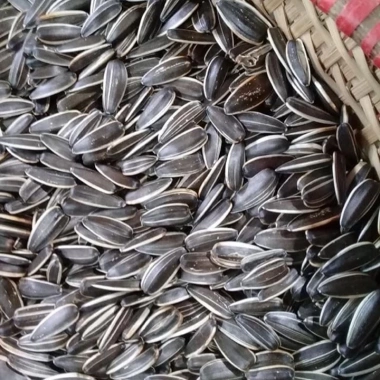 Hạt Hướng Dương Nguyên Vị To Béo SKFOOD 59.000 VND, giàu protein, ăn nhẹ tốt cho sức khỏe