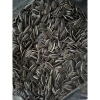 Hạt hướng dương sống 1kg - Trồng cây, làm rau mầm, nảy mầm trên 95% - 90.000 VND