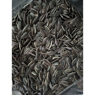 Hạt hướng dương sống 1kg - Trồng cây, làm rau mầm, nảy mầm trên 95% - 90.000 VND