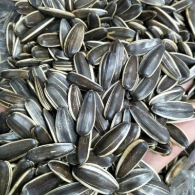 Hạt Hướng Dương Trung 500g Túi Zip Đặc Biệt - Hồ Sơ Công Bố và Kiểm Nghiệm, 95.000₫ 2