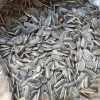 Hạt Hướng Dương Trung 500g Túi Zip Đặc Biệt - Hồ Sơ Công Bố và Kiểm Nghiệm, 95.000₫ 4