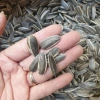 Hạt Hướng Dương Trung 500g Túi Zip Đặc Biệt - Hồ Sơ Công Bố và Kiểm Nghiệm, 95.000₫ 5