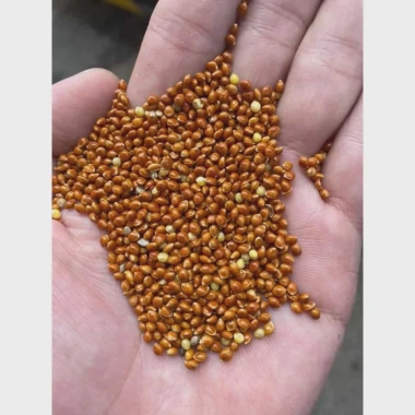 Hạt Kê Đỏ 1Kg - Thức ăn giàu dinh dưỡng cho gà, chim cảnh, vẹt, hamster - Giá ưu đãi 29.000 VND 2