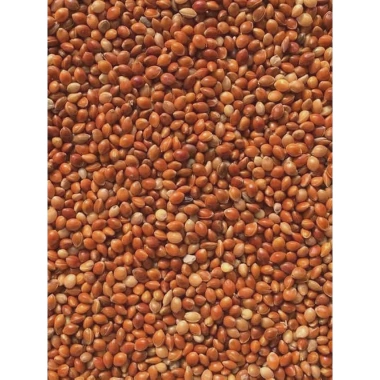 Hạt Kê Đỏ 500g - Hạt Bóng Dinh Dưỡng Cho Gà Rutin, Chim Cảnh, Vẹt, Hamster - 19.000 VND 3