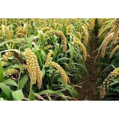 Hạt kê nếp vàng Nghệ An 10kg - Giá sỉ ưu đãi 526.000đ, chất lượng cao, an toàn 5