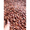 Hạt Konia Rang Sẵn 1KG - Ngon Giòn, Giá Ưu Đãi 69.000đ, Thưởng Thức Ngay 3