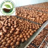 Hạt mắc ca nứt vỏ sấy - Macadamia nuts thơm béo, chỉ 123.500đ giảm từ 148.200đ 4