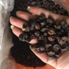 Hạt mắc mật khô Tây Bắc 100% tự nhiên - Giảm cân, tăng năng lượng, Giá chỉ 32.000₫ (giá gốc 40.640₫) 3