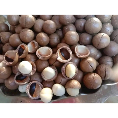 Hạt Macadamia Đắk Lắk 1kg Sấy Nứt Vỏ Size Trung - Giá Sỉ 120k, Siêu Giảm Giá 2 Hạt Macadamia Đắk Lắk 1kg Sấy Nứt Vỏ Size Trung - Giá Sỉ 120k, Siêu Giảm Giá 2
