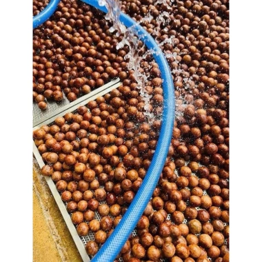 Hạt Macadamia Đắk Lắk 1kg Sấy Nứt Vỏ Size Trung - Giá Sỉ 120k, Siêu Giảm Giá