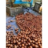Hạt Macadamia Đắk Lắk 1kg Sấy Nứt Vỏ Size Trung - Giá Sỉ 120k, Siêu Giảm Giá 6