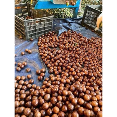 Hạt Macadamia Đắk Lắk 1kg Sấy Nứt Vỏ Size Trung - Giá Sỉ 120k, Siêu Giảm Giá 6 Hạt Macadamia Đắk Lắk 1kg Sấy Nứt Vỏ Size Trung - Giá Sỉ 120k, Siêu Giảm Giá 6