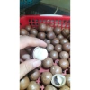 Hạt Macadamia Đắk Lắk 1kg Sấy Nứt Vỏ Size Trung - Giá Sỉ 120k, Siêu Giảm Giá 7