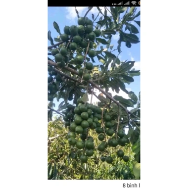 Hạt Macadamia Đắk Lắk 1kg Sấy Nứt Vỏ Size Trung - Giá Sỉ 120k, Siêu Giảm Giá