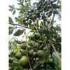 Hạt Macadamia Đắk Lắk 1kg Sấy Nứt Vỏ Size Trung - Giá Sỉ 120k, Siêu Giảm Giá 9