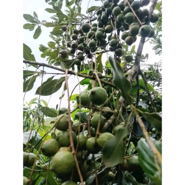 Hạt Macadamia Đắk Lắk 1kg Sấy Nứt Vỏ Size Trung - Giá Sỉ 120k, Siêu Giảm Giá