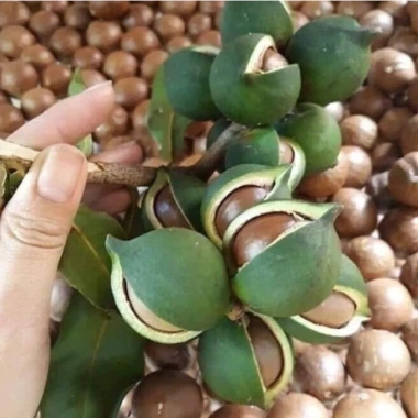 Hạt Macca Bơ Sữa Size Đại TH Healthy Food - Thơm Ngon, Giá Giảm 105.000 VNĐ 3
