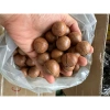Hạt Macca DakLak 450gr nứt vỏ sạch, rang sấy cao cấp - Giá chỉ 83.300 VND 3