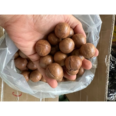 Hạt Macca DakLak 450gr nứt vỏ sạch, rang sấy cao cấp - Giá chỉ 83.300 VND
