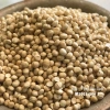 Hạt Macca Đaklak 500g Loại 1 Béo Ngậy, Tuyển Chọn 100% – Giá ưu đãi 599.000₫ 6