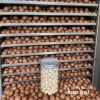 Hạt Macca Đaklak 500g Loại 1 Béo Ngậy, Tuyển Chọn 100% – Giá ưu đãi 599.000₫ 8
