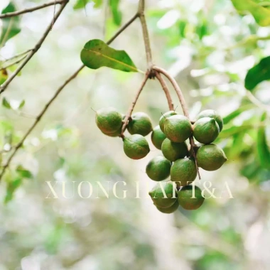 Hạt Macca Nhân Không Vỏ 500g Daklak Cao Cấp - Giòn Thơm Tự Nhiên, Giá Xưởng 169k-130k 4