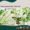 Hạt Macca Nứt Vỏ Dak Lak 500g - Dinh Dưỡng Cao, Giá Ưu Đãi 125k, Giá Gốc 156k 5