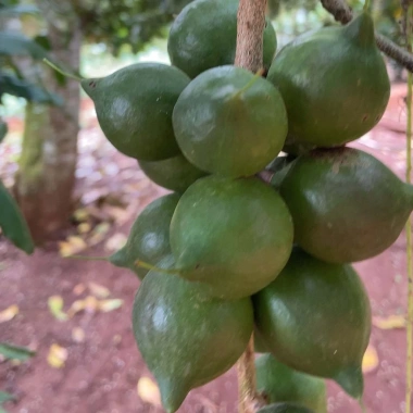 Hạt Macca Organic Daklak nứt vỏ giòn tan, không hôi dầu, giá ưu đãi 149k 9 Hạt Macca Organic Daklak nứt vỏ giòn tan, không hôi dầu, giá ưu đãi 149k 9