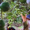 Hạt Macca Sạch Lâm Đồng DiLin 500g Sấy Nứt Vỏ Giòn Béo, Tự Nhiên 100%, Giá 119k 2