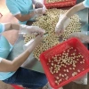 Hạt macca sấy nứt vỏ cao cấp Đặc sản Đắk Lắk 500g - Đồ ăn vặt Tết ngon, giảm giá 135k 3