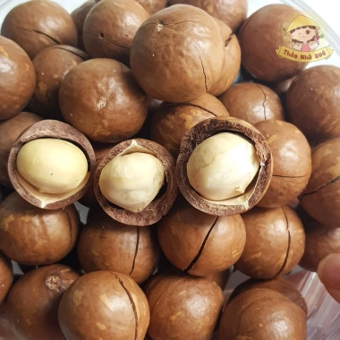 Hạt macca sấy nứt vỏ cao cấp Đặc sản Đắk Lắk 500g - Đồ ăn vặt Tết ngon, giảm giá 135k