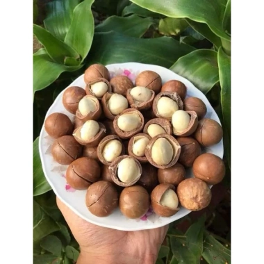Hạt Macca Tây Nguyên to 500g - Ngon giòn, giàu dinh dưỡng, chỉ 125k (giảm từ 157.5k)