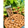 Hạt Macca Úc 500g kèm khóa tách - Rang sấy ngũ cốc ăn kiêng, giảm cân - 130k 3