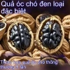Hạt óc chó đen vỏ vàng Đặc sản Tân Cương - Hạt điều 100% tự nhiên, ăn vặt bổ dưỡng 239.900₫ 2