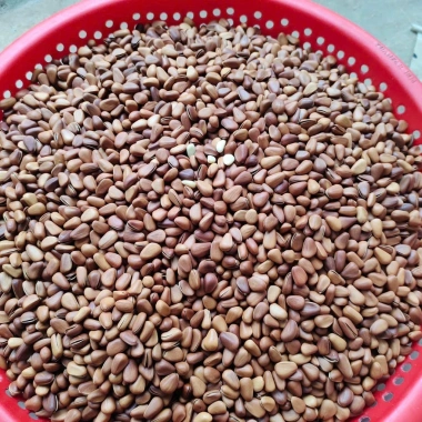 Hạt Thông Mỹ Sấy Chín Loại 1 500g Đỏ Giòn Tan, Dinh Dưỡng, Ăn Kiêng, Ăn Bầu - 72.000 VND 5