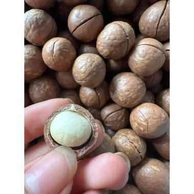 Hạt và Quả Macca Đăk Lăk 1kg Ngon Ngào - Giá Ưu Đãi 99.000đ, Giao Nhanh 4