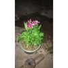 Hoa cẩm chướng gấm 3 cây nhỏ không chậu - Giảm giá 20k, chỉ còn 20.000đ