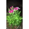 Hoa cẩm chướng gấm 3 cây nhỏ không chậu - Giảm giá 20k, chỉ còn 20.000đ 2