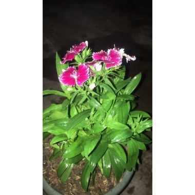 Hoa cẩm chướng gấm 3 cây nhỏ không chậu - Giảm giá 20k, chỉ còn 20.000đ 2 Hoa cẩm chướng gấm 3 cây nhỏ không chậu - Giảm giá 20k, chỉ còn 20.000đ 2