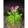 Hoa cẩm chướng gấm 3 cây nhỏ không chậu - Giảm giá 20k, chỉ còn 20.000đ 3