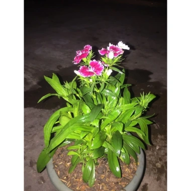 Hoa cẩm chướng gấm 3 cây nhỏ không chậu - Giảm giá 20k, chỉ còn 20.000đ 3 Hoa cẩm chướng gấm 3 cây nhỏ không chậu - Giảm giá 20k, chỉ còn 20.000đ 3