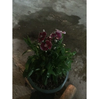 Hoa cẩm chướng gấm 3 cây nhỏ không chậu - Giảm giá 20k, chỉ còn 20.000đ 4 Hoa cẩm chướng gấm 3 cây nhỏ không chậu - Giảm giá 20k, chỉ còn 20.000đ 4
